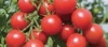 Plein feu sur les noms des groupes :  Tomates cerises 