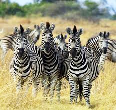 Zebres